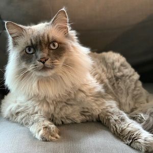 Meet your Posher 🌟